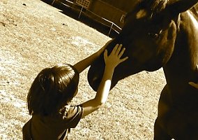 Paint (Paint, Gelding) in Lenox, MA