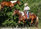 Paint - Horse for Sale in EDDYVILLE, KY 37091