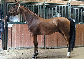Arabian (Arabian, Gelding) in Waterloo, IL