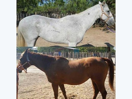 Auction Of 2 Horses