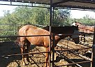 Bay - Mare in Marana, AZ Bay - Mare in Marana, AZ