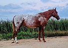 Appaloosa - Horse for Sale in Sebeka, MN 56477