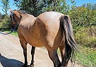 Coffee Cake - Gelding in Bemidji, MN Coffee Cake - Gelding in Bemidji, MN