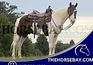 Missouri Fox Trotter - Horse for Sale in Whitley City, KY 42634 Missouri Fox Trotter - Horse for Sale in Whitley City, KY 42634