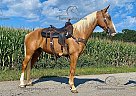 J-Boy - Gelding in Jamestown, KY J-Boy - Gelding in Jamestown, KY