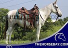 Mule - Horse for Sale in Germantown, KY 41044 Mule - Horse for Sale in Germantown, KY 41044
