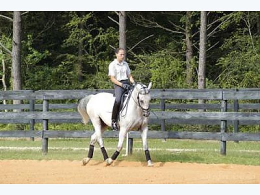 Lipizzan Dressage Gelding, FEI Potential