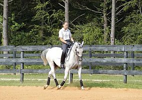Lipizzan Dressage Gelding, FEI Potential Lipizzan Stallion