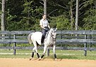 Lipizzan - Horse for Sale in Folsom, LA 