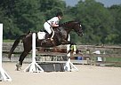 Paint - Horse for Sale in Louisville, KY 40241 Paint - Horse for Sale in Louisville, KY 40241