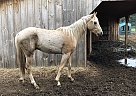 MFH Palomino Lotto