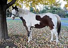 Paint - Horse for Sale in Saint Charles, IL 60175 Paint - Horse for Sale in Saint Charles, IL 60175