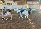 Mule - Horse for Sale in San Tan Valley, AZ 85140