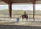 Quarter Horse - Horse for Sale in Fort worth, TX 76108