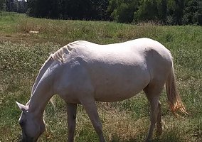 Paso Fino (Paso Fino, Mare) in Logansport, LA