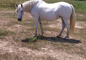 Paso Fino (Paso Fino, Mare) in Logansport, LA