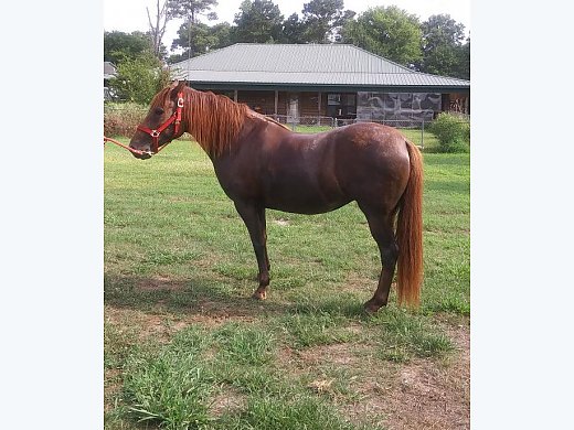 Paso Fino Filly