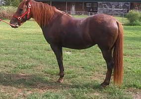 Paso Fino (Paso Fino, Mare) in Logansport, LA