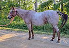 Quarter Horse - Horse for Sale in Sebeka, MN 56477 Quarter Horse - Horse for Sale in Sebeka, MN 56477