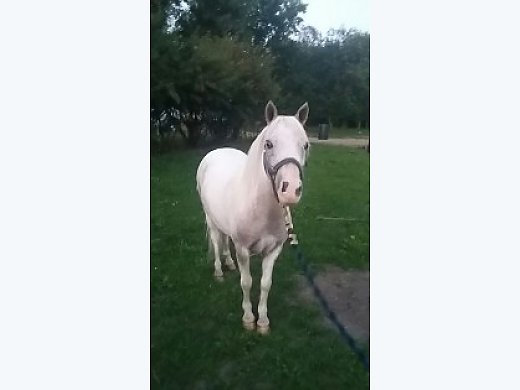 Pony Broke To Ride