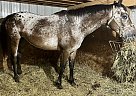 Appaloosa - Horse for Sale in Eaton, IN 47338