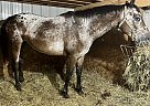 Appaloosa - Horse for Sale in Eaton, IN 47338 Appaloosa - Horse for Sale in Eaton, IN 47338