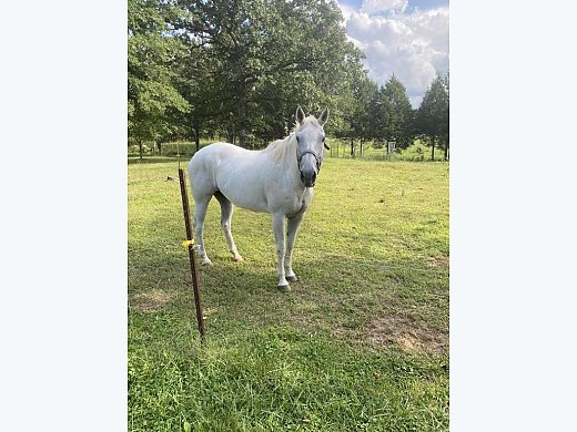 Quarter Horse