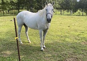 Quarter Horse (Quarter Horse, Mare) in Boston, KY