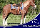 Quarter Horse - Horse for Sale in Jamestown, KY 42629 Quarter Horse - Horse for Sale in Jamestown, KY 42629