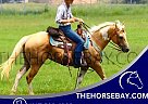 Quarter Horse - Horse for Sale in Fort Collins, CO 80534 Quarter Horse - Horse for Sale in Fort Collins, CO 80534