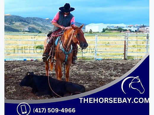 Ranch Trail Cutting Gelding