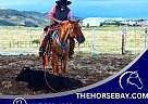 Quarter Horse - Horse for Sale in Fort Collins, CO 80534 Quarter Horse - Horse for Sale in Fort Collins, CO 80534