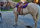 Quarter Horse - Horse for Sale in Sebeka, MN 56477 Quarter Horse - Horse for Sale in Sebeka, MN 56477