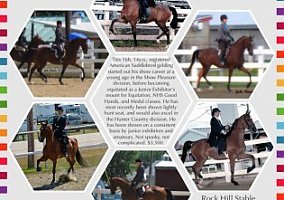 American Saddlebred (American Saddlebred, Gelding) in Hudson, NH