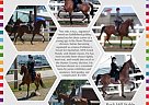 Saddlebred - Horse for Sale in Hudson, NH 03015