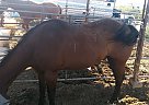 Red - Mare in Marana, AZ Red - Mare in Marana, AZ