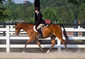 Arabian (Arabian, Gelding) in Alpharetta, GA