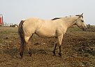 DB Shadow Rose - Mare in Fullerton, ND DB Shadow Rose - Mare in Fullerton, ND