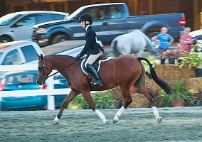Sweet (Arabian, Mare) in Alpharetta, GA