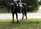 Tennessee Walking Gelding for Sale in Kokomo, Indiana Tennessee Walking Gelding for Sale in Kokomo, Indiana