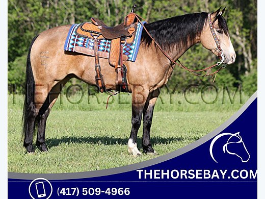 Trail Ranch Sorting Gelding