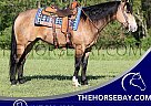 Quarter Horse - Horse for Sale in Jamestown, KY 42629