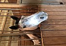 Registered Gray Mare River Kitty