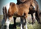 Gypsy Vanner X Percheron Colt Avenger