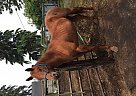 Quarter Horse Gelding for Sale in Puyallup, Washington Quarter Horse Gelding