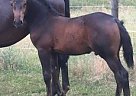 Comme IL Faut X Acorado Colt- Ju... Holsteiner Stallion