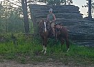 Vegas - Gelding in Fairfax, MN Vegas - Gelding in Fairfax, MN