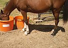 Arabian Gelding for Sale in Fayette, Alabama Clr Crown Prince