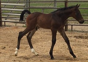Warmblood (Warmblood, Stallion) in Evergreen, CO