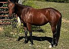 Quarter Horse - Horse for Sale in Ardmore, TN 38449